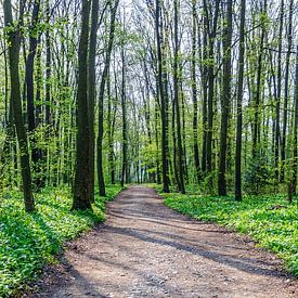 L'ail des bois dans la forêt viennoise sur Leopold Brix
