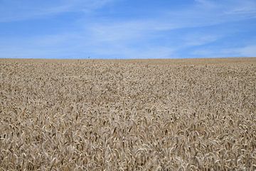 Grain field in Luxembourg