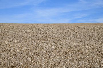 Grain field in Luxembourg by Paul van Baardwijk