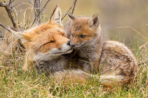 Fuchsmutter und Junges. von Menno Schaefer