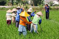 Werken in de rijstvelden op Lombok par Willem Vernes Aperçu