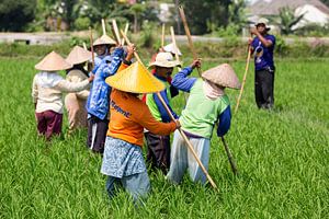 Werken in de rijstvelden op Lombok van Willem Vernes