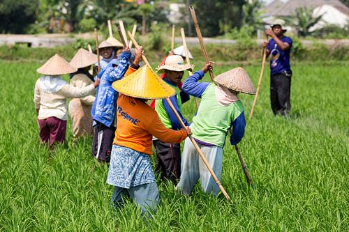 Werken in de rijstvelden op Lombok sur Willem Vernes