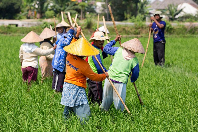Werken in de rijstvelden op Lombok par Willem Vernes