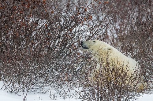 Polar bear on a look out
