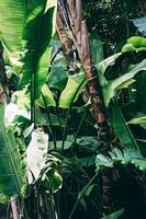 Green Jungle