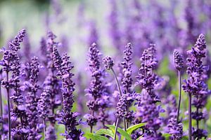 Lavendel