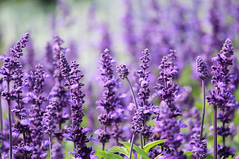 Lavendel by Heike Hultsch