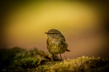 Petit oiseau, grand silence