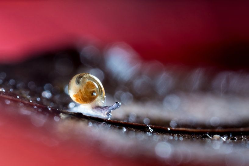 Small snail by Ingrid Op den Buijs
