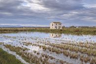 Huis in de rijstvelden in Albufera van Frans Nijland thumbnail
