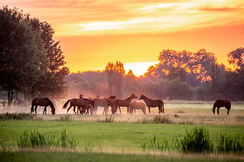 Herd of stallions at sunrise