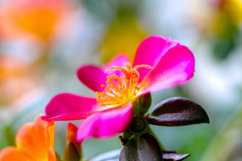 Bloeiende vetplant by Jellie van Althuis