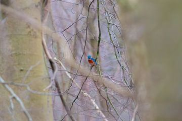 IJsvogel in een bos kijkend door het raam van Andrew Balcombe