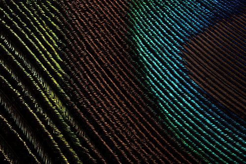 Een klein stukje van een pauwenveer