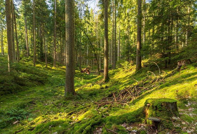 Bäume (Sletten Vikings Camp Grounds) - Ry (Dänemark) von Marcel Kerdijk