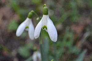 Schneeglöckchen im Wald