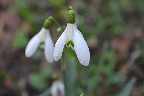 Sneeuwklokjes in het bos