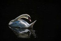 Mute swan at night