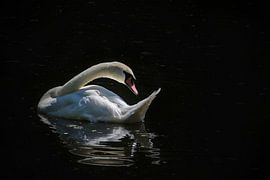 Cygne muet la nuit sur Marjo Snellenburg
