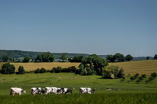 Kühe in der Südlimburger Landschaft