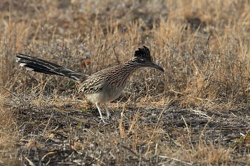 roadrunner" wegkoekoek (Geococcyx californianus), ook grote koekoek of grondkoekoek Nieuw-M