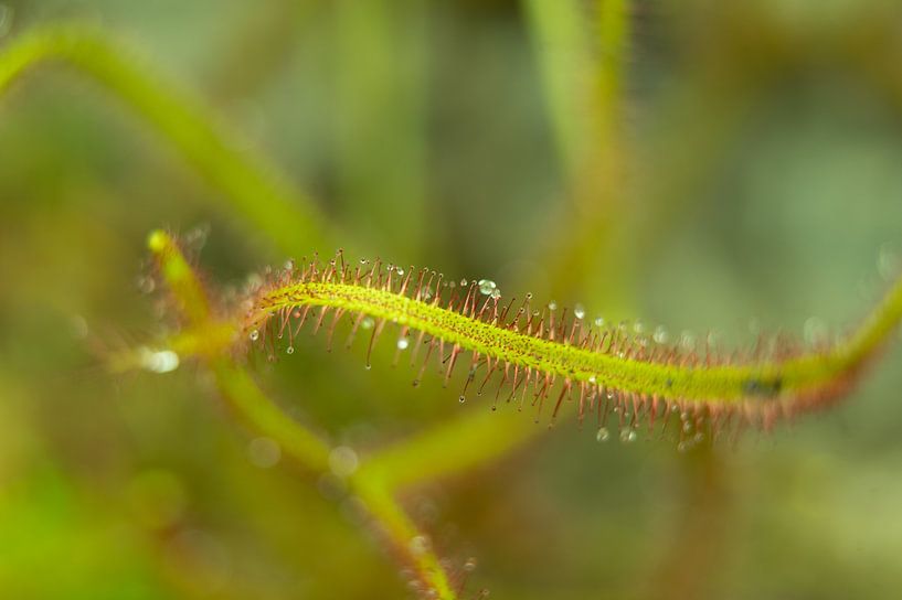 sundew with dewdrops by Renske van der Leij