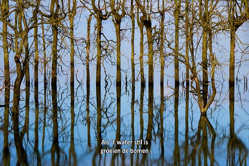 Quand l'eau est calme, les arbres poussent