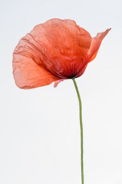 Tenderness by Peter van Hengstum