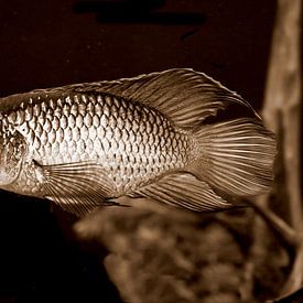 Close‑up van een aquarium cichlide van Jose Lok