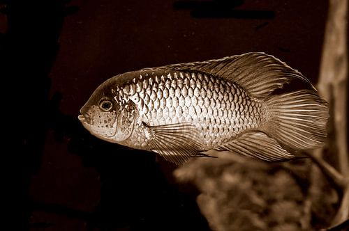 Close-up of an aquarium cichlid
