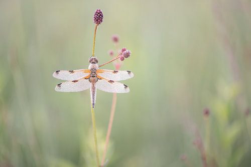 Four-spot under the dew by Erik Veldkamp