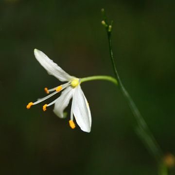 Macrofoto van een bloem sur Dennis Claessens