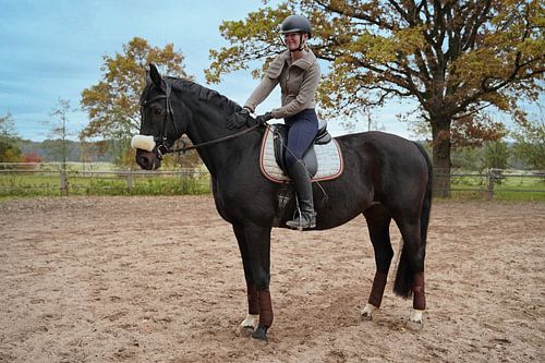 Training met het Beierse zwarte paard Baveria op een rijbak in de herfst