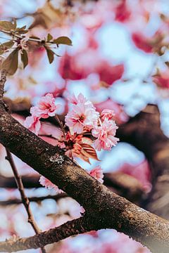 Spring Blossom by Elien Van Moerzeke