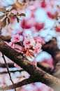 Spring Blossom by Elien Van Moerzeke thumbnail