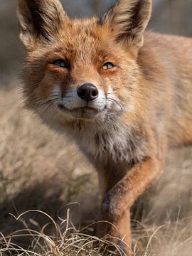 Closeup van een vos van Jolanda Aalbers