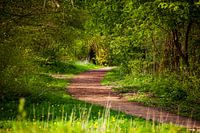 Fairytale path