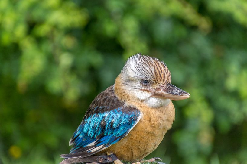 Kookaburra wartet auf Futter von Willie Kamminga