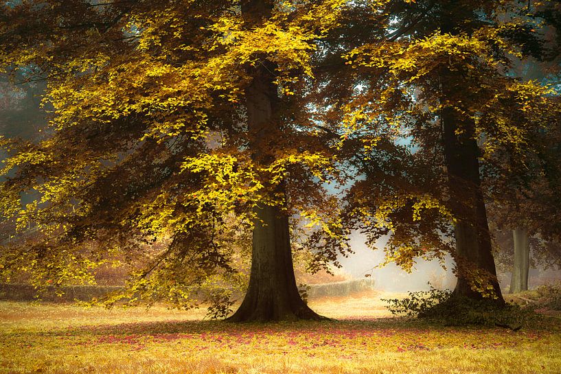 We love yellow leaves by Marc Hollenberg