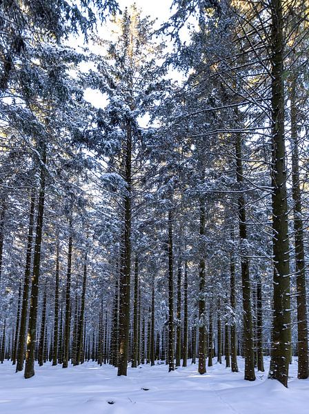 symmetry in the woods by Richard Driessen