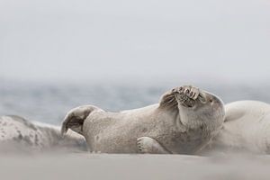 Seehund Helgoland von Ingrid Van Damme fotografie
