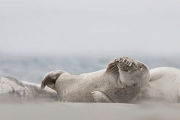 Seal by Ingrid Van Damme fotografie