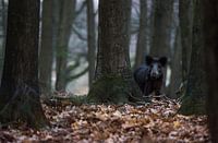 Wild zwijn op de Veluwe
