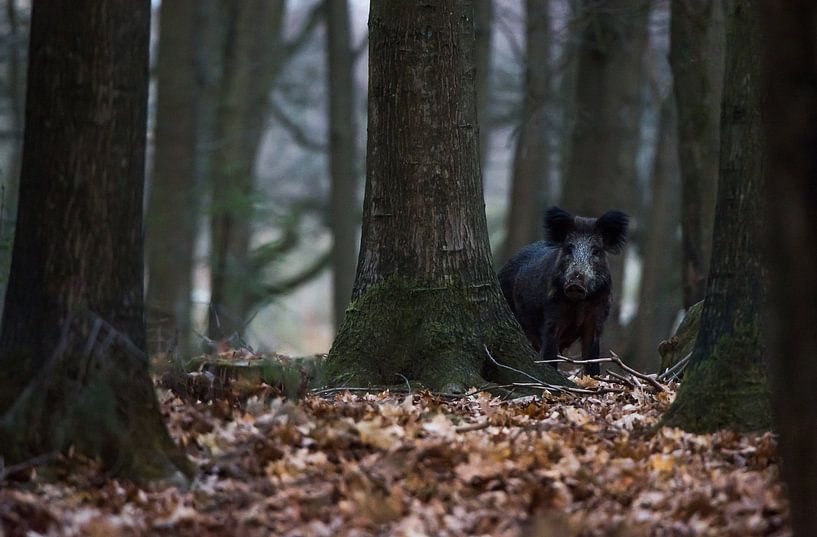 Wild boar on the Veluwe by Danny Slijfer Natuurfotografie