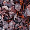 Blattwerk III - Herbstlaub mit Raureif von Daniela Beyer