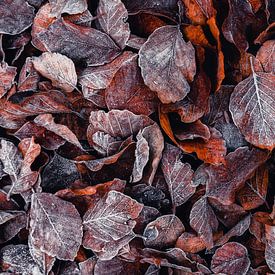 Foliage III - Autumn leaves with hoarfrost by Daniela Beyer