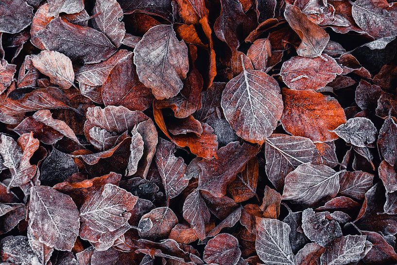 Foliage III - Autumn leaves with hoarfrost by Daniela Beyer