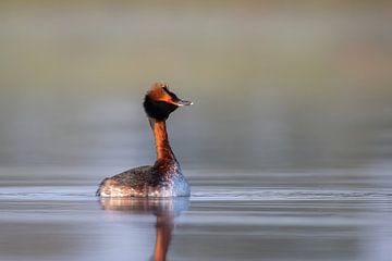 Grèbe esclavon en plumage d'été sur Pieter Elshout