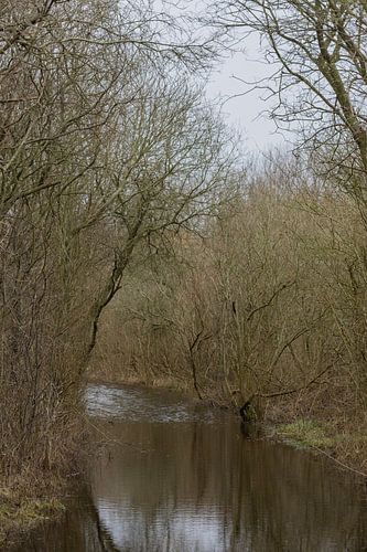 Pad of beek in het bos?
